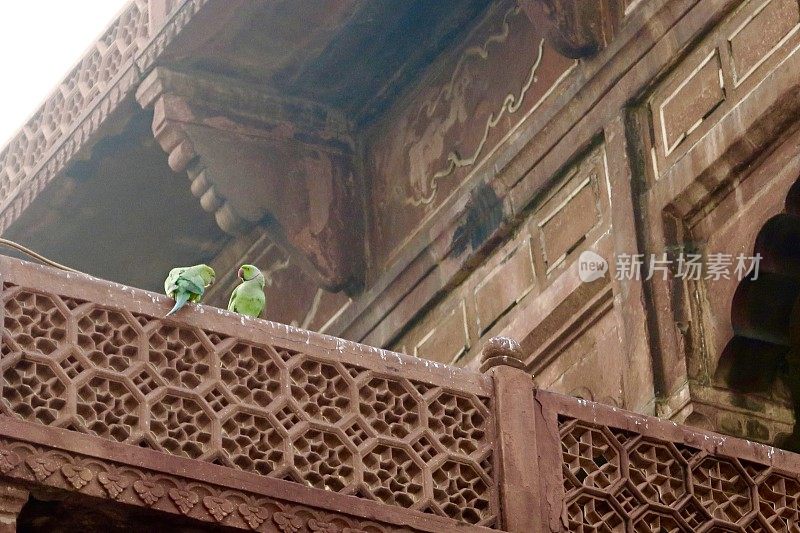 在印度阿格拉的泰姬陵，野生的绿色印度环颈鹦鹉、讨厌的鸟类控制/鸟类粪便与鸽子的图像
